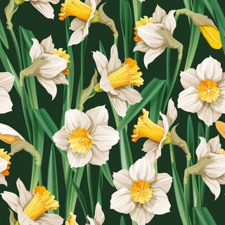 Bloom Orelia 17