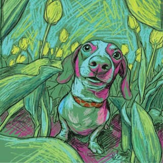 Jungle Pup 14