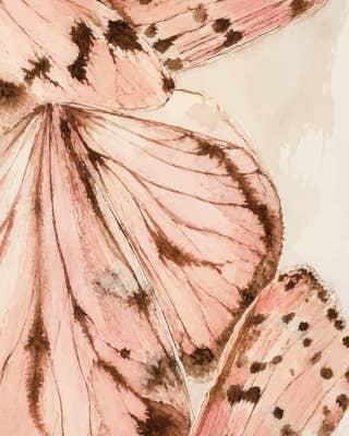 Moth 3