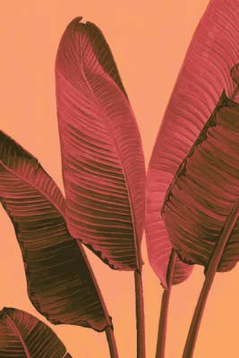 Peach Tropic 4