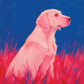 Rosy Retriever 4