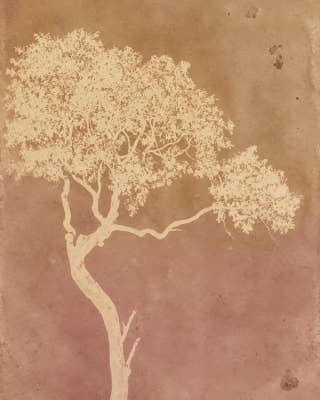 Sepia Tree 8