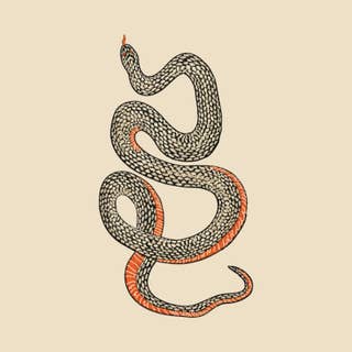 Snake Ecru 2