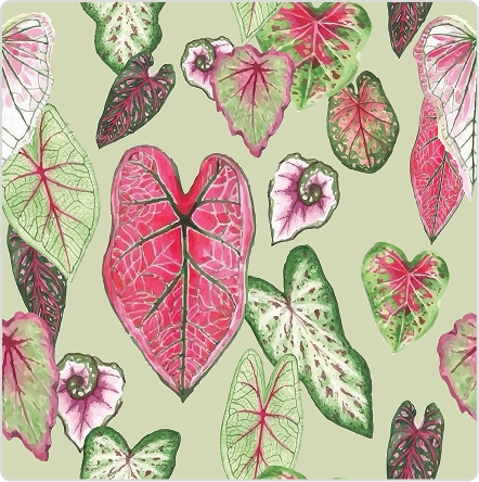 Vivid Monstera
